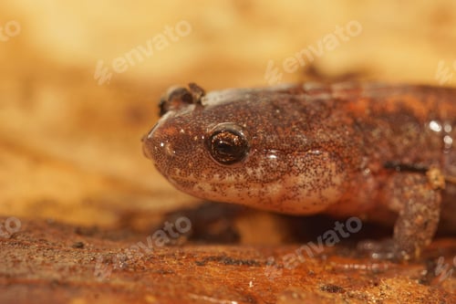 Preview: Facial closeup on an adult North american Eastern red backed salamander, Plethodon cinereus