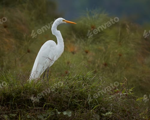 Preview: Great white heron resting on a wetland island
