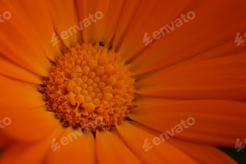 Preview: Orange flower