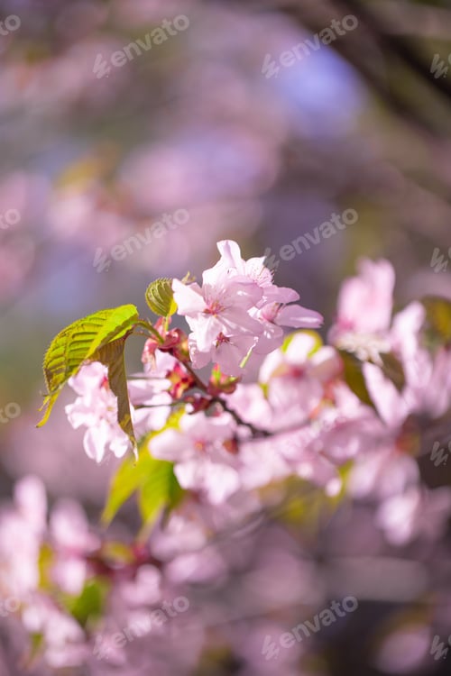 Preview: Sakura pink japanese trees park in blossom on the sky background