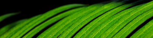 Preview: Banner with a green leaf of a cycad palm in close-up