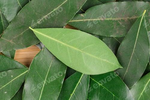 Preview: Background of bay leaves.