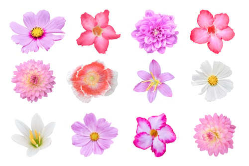 Preview: Collection of different colorful flower (poppies