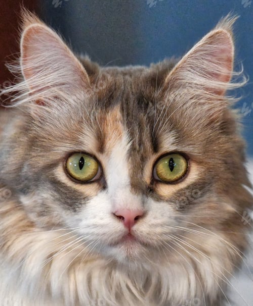 Preview: Calico kitten