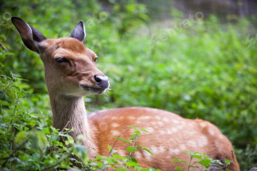 Preview: sika deer (lat. Cervus nippon) doe
