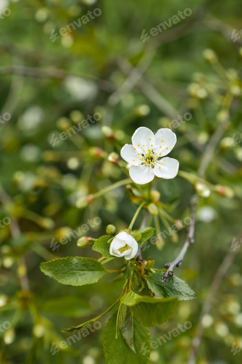 Preview: A beautiful spring cherry tree in the garden blooms on a blurry peaceful green background. Blurred b