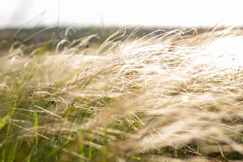 Preview: flowering plant feather grass Stipa capillata in the steppe against sun