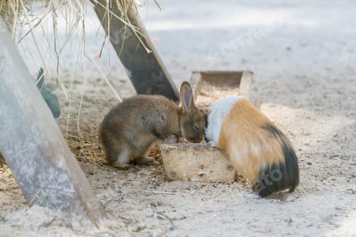 Preview: A small brown rabbit and a tricolor guinea pig feeding side by side