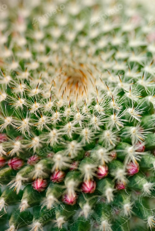 Preview: Cactus close-up shot