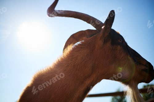 Preview: Goat Standing Outdoors in Sunlight with Horns Silhouetted Against Sky