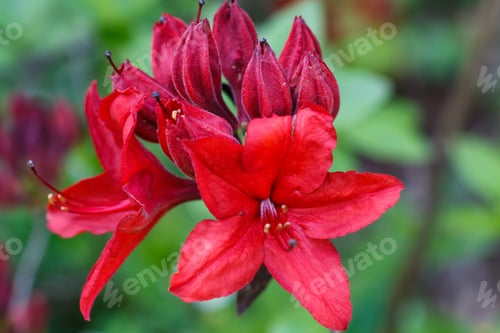 Preview: Rhododendron (azalea ) flowers of various colors in the spring garden