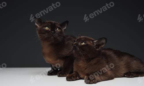 Preview: Couple of cats with dark brown fur against gray background