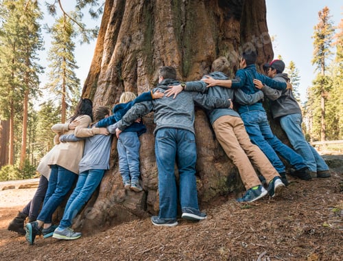 Preview: Group of people linking arms around tree, rear view, Sequoia National Park, California, USA