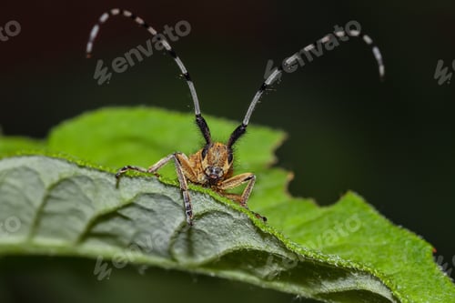 Preview: Beetle on green leaf.