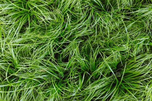 Preview: Cat grass Cyperus Zumula in plant store, close up top view