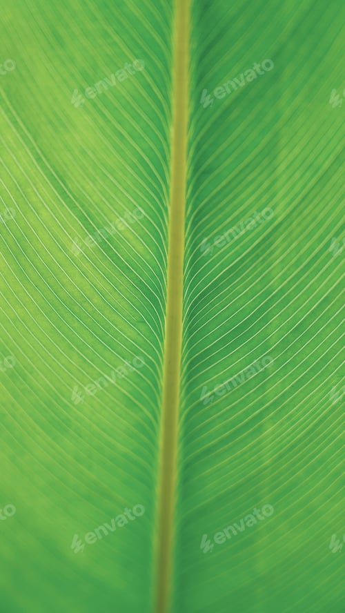 Preview: Green Leaf