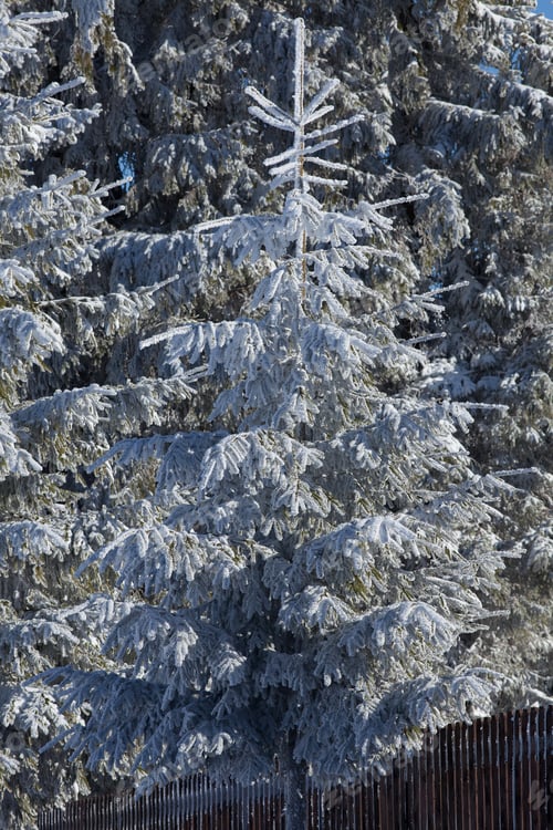 Preview: Scenic winter landscape with snowy fir trees. Winter postcard.