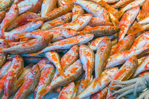 Preview: Red mullet for sale in Sicily