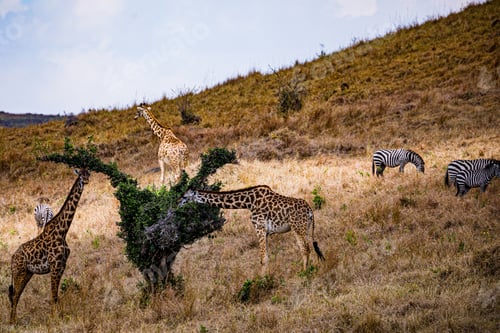 Preview: Maasai Giraffe Dramatic Clouds Rainy Wildlife Animals Savanna Grassland Wilderness Maasai Mara Natio