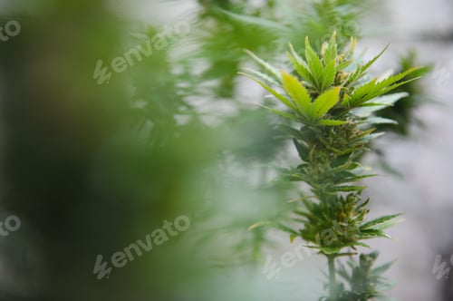 Preview: Background Canopy of Budding Indoor Marijuana Plants.