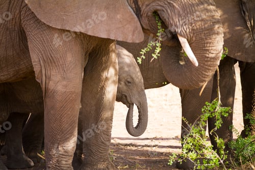Preview: Baby elephant eats in Serengeti