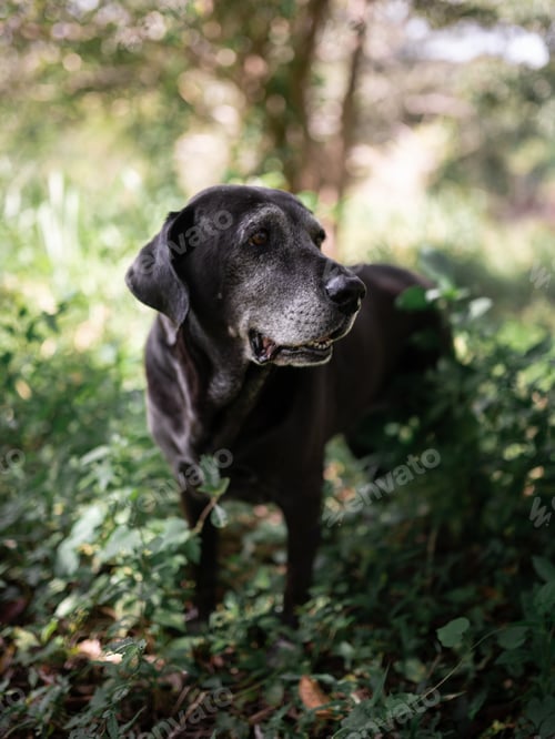 Preview: Beautiful old black dog posing in the nature