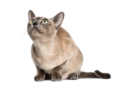 Preview: Tonkinese sitting, looking up, isolated on white (18 months old)