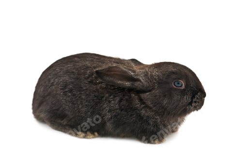 Preview: rabbit