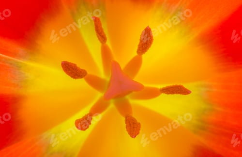 Preview: Extreme closeup of the inside of a tulip flower, orange and yellow colors