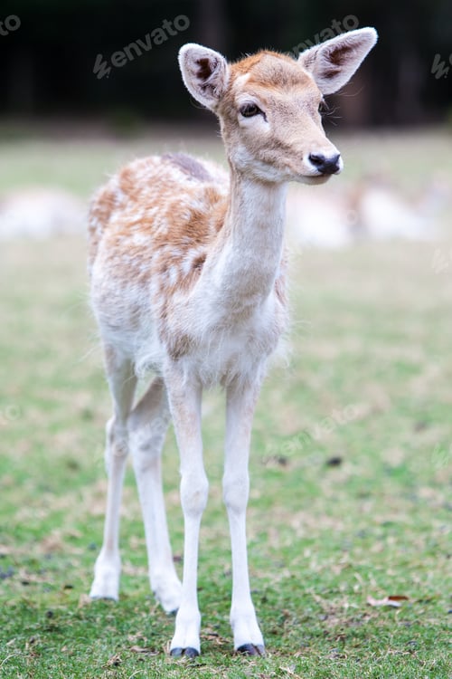 Preview: Young Deer Staring