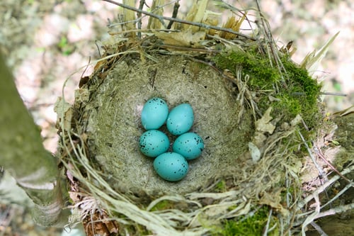 Preview: A bird's nest with turquoise spotted eggs in spring in its natural habitat.
