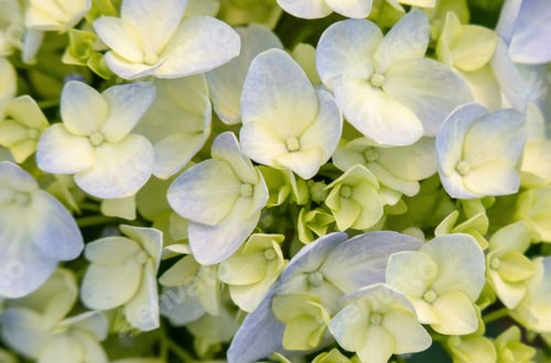 Preview: Beautiful white hydrangea in a rainy day. Flower in bloom