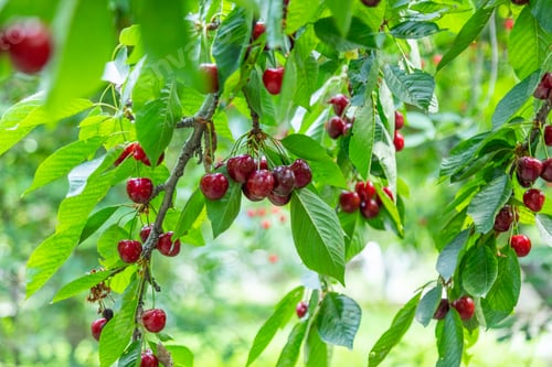 Preview: Ripe cherries on a tree branch