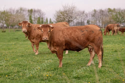 Preview: Brown cows graze on a field in Normandy France