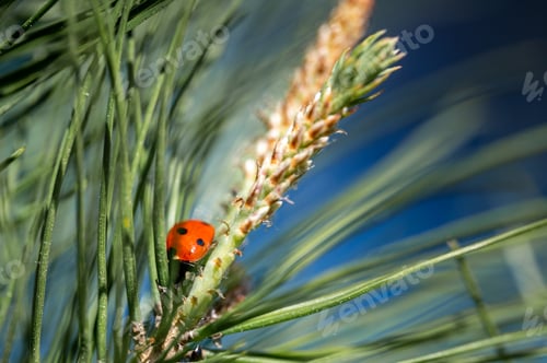 Preview: Small cute little ladybug on a maritime pine branch under the sunlight