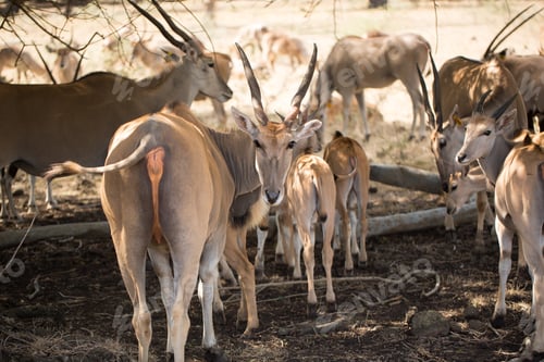 Preview: A herd of African deers in the wild. Mauritius