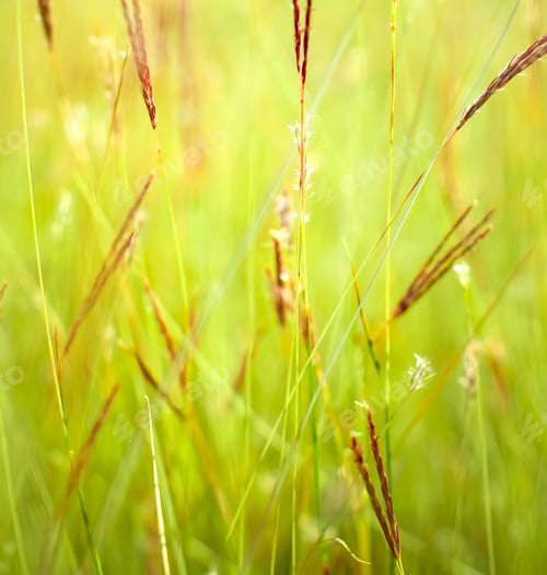 Preview: Grass close up in sunny weather, nature, bokeh.