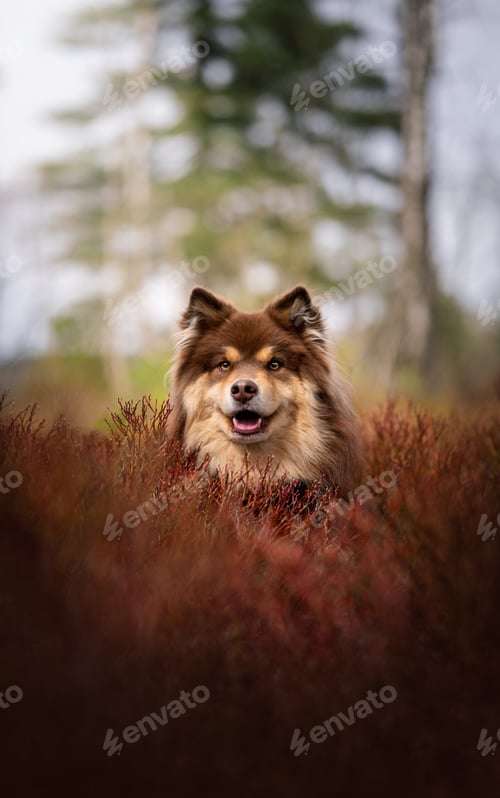 Preview: Portrait of a Finnish Lapphund dog