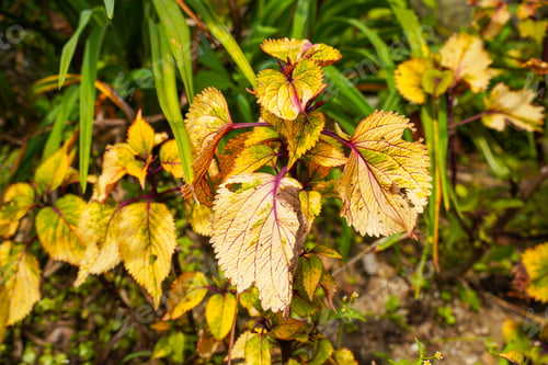 Preview: Coleus
