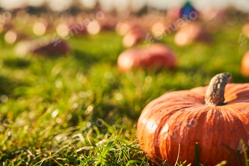 Preview: Tasty pumpkin in pumpkin patch, against blurred background.