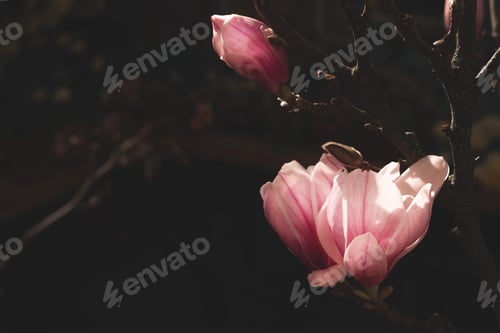 Preview: Blooming magnolia close up on dark or black background. Pink and white beautiful flowers.