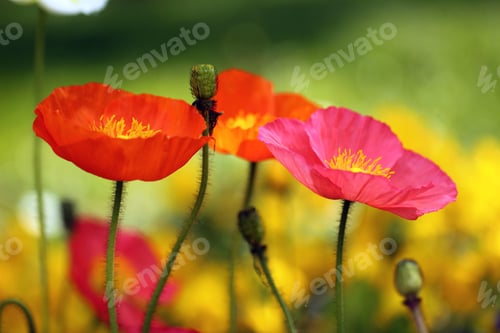 Preview: Flowers in spring