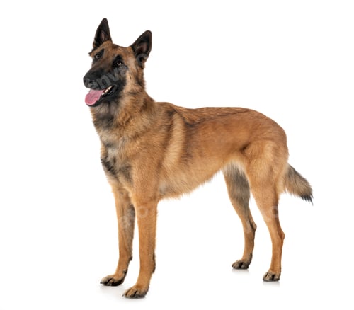 Preview: malinois in studio