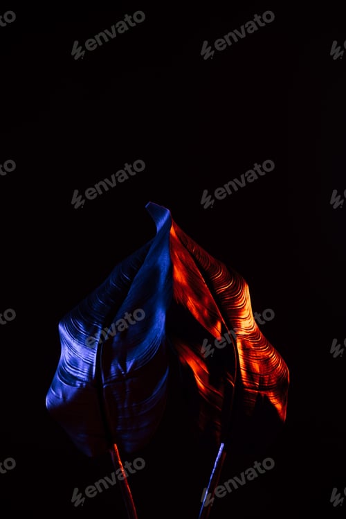Preview: Striking Leaves Glowing in Blue and Red Lights