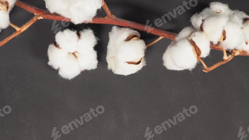 Preview: Cotton flowers on black background and copy space.it is shooting in studio.