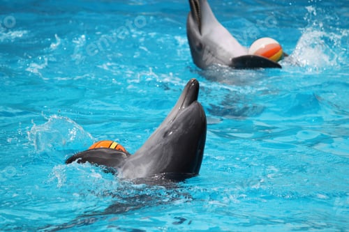 Dolphins Playing with Balls in the Water