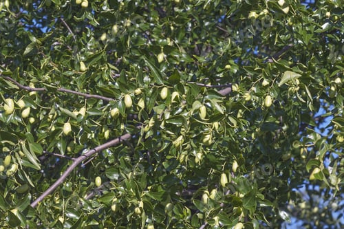 Preview: Jujube (Ziziphus Jujuba). Called Red Date, Chinese Date, Korean Date And Indian Date Also