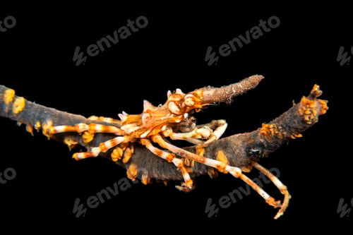Preview: Xeno crab on whip coral