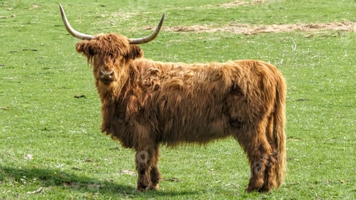 Preview: Highland cattle standing on the grass and looking at the camera.