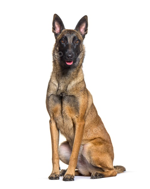 Preview: Panting and sitting Belgian shepherd Malinois, isolated on white